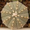 Astrophytum cultivar - Кактусы и суккуленты из Харькова от Оли и Сергея Мирошниченко