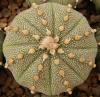 Astrophytum cultivar - Кактусы и суккуленты из Харькова от Оли и Сергея Мирошниченко