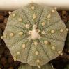 Astrophytum cultivar - Кактусы и суккуленты из Харькова от Оли и Сергея Мирошниченко