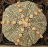 Astrophytum asterias cultivar 'Fukuriyo' 5 ribs - Кактусы и суккуленты из Харькова от Оли и Сергея Мирошниченко