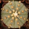 Astrophytum cultivar - Кактусы и суккуленты из Харькова от Оли и Сергея Мирошниченко