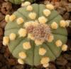 Astrophytum cultivar 'Ooibo' - Кактусы и суккуленты из Харькова от Оли и Сергея Мирошниченко