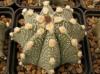 Astrophytum cultivar - Кактусы и суккуленты из Харькова от Оли и Сергея Мирошниченко