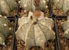 Astrophytum cultivar - Кактусы и суккуленты из Харькова от Оли и Сергея Мирошниченко