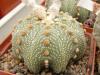 Astrophytum asterias - Кактусы и суккуленты из Харькова от Оли и Сергея Мирошниченко