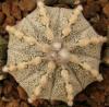 Astrophytum cultivar - Кактусы и суккуленты из Харькова от Оли и Сергея Мирошниченко