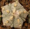 Astrophytum cultivar 'Fukuriyo' 5 ribs - Кактусы и суккуленты из Харькова от Оли и Сергея Мирошниченко