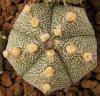 Astrophytum cultivar 5 ribs - Кактусы и суккуленты из Харькова от Оли и Сергея Мирошниченко