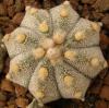 Astrophytum cultivar - Кактусы и суккуленты из Харькова от Оли и Сергея Мирошниченко