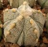 Astrophytum cultivar 'Fukuriyo' 5 ribs - Кактусы и суккуленты из Харькова от Оли и Сергея Мирошниченко