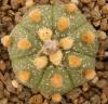 Astrophytum cultivar 'Ooibo' - Кактусы и суккуленты из Харькова от Оли и Сергея Мирошниченко