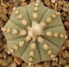 Astrophytum cultivar - Кактусы и суккуленты из Харькова от Оли и Сергея Мирошниченко