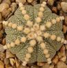 Astrophytum cultivar 'Line Areoles' SOM619/1 - Кактусы и суккуленты из Харькова от Оли и Сергея Мирошниченко