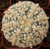 Astrophytum asterias cultivar 'Superkabuto' - Кактусы и суккуленты из Харькова от Оли и Сергея Мирошниченко