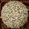 Astrophytum asterias cultivar 'Superkabuto' V-pattern - Кактусы и суккуленты из Харькова от Оли и Сергея Мирошниченко