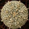 Astrophytum asterias cultivar 'Superkabuto' - Кактусы и суккуленты из Харькова от Оли и Сергея Мирошниченко