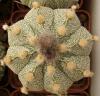 Astrophytum  cultivar - Кактусы и суккуленты из Харькова от Оли и Сергея Мирошниченко