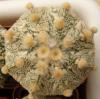 Astrophytum  cultivar - Кактусы и суккуленты из Харькова от Оли и Сергея Мирошниченко