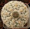 Astrophytum asterias cultivar 'Superkabuto' V-pattern - Кактусы и суккуленты из Харькова от Оли и Сергея Мирошниченко