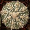 Astrophytum asterias cultivar 'Superkabuto' - Кактусы и суккуленты из Харькова от Оли и Сергея Мирошниченко