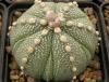 Astrophytum cultivar 'Fukuriyo' - Кактусы и суккуленты из Харькова от Оли и Сергея Мирошниченко