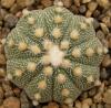 Astrophytum cultivar 'multicostatus' - Кактусы и суккуленты из Харькова от Оли и Сергея Мирошниченко