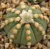 Astrophytum cultivar  'Line Areoles' SOM619/1 - Кактусы и суккуленты из Харькова от Оли и Сергея Мирошниченко