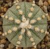 Astrophytum cultivar - Кактусы и суккуленты из Харькова от Оли и Сергея Мирошниченко