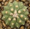 Astrophytum cultivar 'multicostatus' - Кактусы и суккуленты из Харькова от Оли и Сергея Мирошниченко