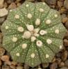 Astrophytum cultivar 'multicostatus' - Кактусы и суккуленты из Харькова от Оли и Сергея Мирошниченко