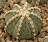 Astrophytum cultivar - Кактусы и суккуленты из Харькова от Оли и Сергея Мирошниченко