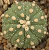 Astrophytum cultivar  'Fukuriyo' - Кактусы и суккуленты из Харькова от Оли и Сергея Мирошниченко