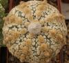 Astrophytum cultivar 'Superkabuto' - Кактусы и суккуленты из Харькова от Оли и Сергея Мирошниченко