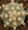 Astrophytum cultivar 'Ooibo' - Кактусы и суккуленты из Харькова от Оли и Сергея Мирошниченко