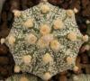 Astrophytum cultivar - Кактусы и суккуленты из Харькова от Оли и Сергея Мирошниченко