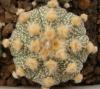 Astrophytum cultivar 'Ooibo' - Кактусы и суккуленты из Харькова от Оли и Сергея Мирошниченко