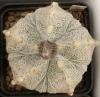 Astrophytum cultivar 'Fukuriyo'  5 ribs - Кактусы и суккуленты из Харькова от Оли и Сергея Мирошниченко