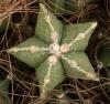 Astrophytum myriostigma - Кактусы и суккуленты из Харькова от Оли и Сергея Мирошниченко