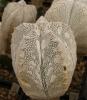 Astrophytum myriostigma cultivar 'Onzuka' - Кактусы и суккуленты из Харькова от Оли и Сергея Мирошниченко