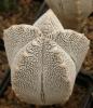 Astrophytum myriostigma cultivar 'Onzuka' - Кактусы и суккуленты из Харькова от Оли и Сергея Мирошниченко