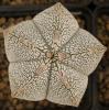 Astrophytum myriostigma cultivar 'Onzuka' - Кактусы и суккуленты из Харькова от Оли и Сергея Мирошниченко