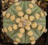 Astrophytum cultivar 'Ooibo' - Кактусы и суккуленты из Харькова от Оли и Сергея Мирошниченко