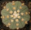 Astrophytum asterias - Кактусы и суккуленты из Харькова от Оли и Сергея Мирошниченко