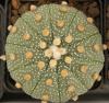 Astrophytum asterias f multicostatus - Кактусы и суккуленты из Харькова от Оли и Сергея Мирошниченко