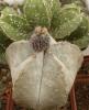 Astrophytum coahuilense - Кактусы и суккуленты из Харькова от Оли и Сергея Мирошниченко