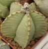 Astrophytum myriostigma f nudum - Кактусы и суккуленты из Харькова от Оли и Сергея Мирошниченко