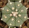 Astrophytum cultivar - Кактусы и суккуленты из Харькова от Оли и Сергея Мирошниченко