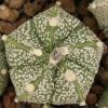 Astrophytum cultivar 5 ribs - Кактусы и суккуленты из Харькова от Оли и Сергея Мирошниченко