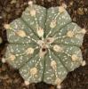 Astrophytum cultivar - Кактусы и суккуленты из Харькова от Оли и Сергея Мирошниченко