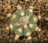 Astrophytum cultivar - Кактусы и суккуленты из Харькова от Оли и Сергея Мирошниченко